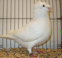 Franconian Trumpeter White