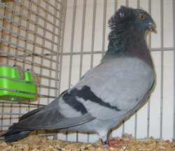 Franconian Trumpeter Blue with Black Bars