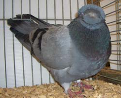 Franconian Trumpeter Blue with Black Bars