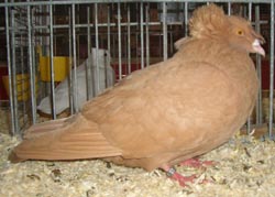 Franconian Trumpeter Yellow