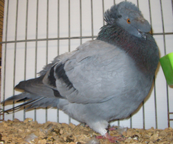 Franconian Trumpeter Blue with Black Bars