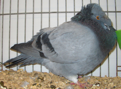 Franconian Trumpeter Blue with Black Bars