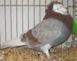Franconian Trumpeter Ash Red Monk marked