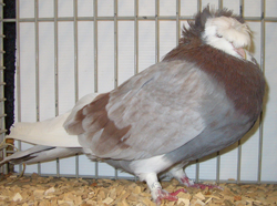 Franconian Trumpeter Ash Red Checked
