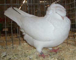 Franconian Trumpeter White