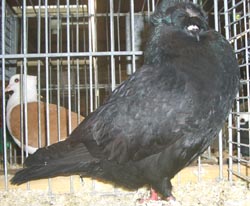 Franconian Trumpeter Black