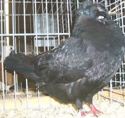 Franconian Trumpeter Black