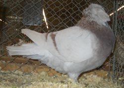 Franconian Trumpeter Ash Red