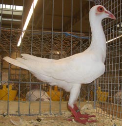French Bagdad White French Bagdad White