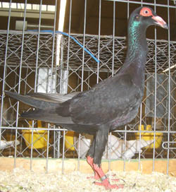 French Bagdad Black French Bagdad Black