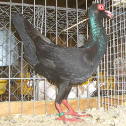 French Bagdad Black French Bagdad Black
