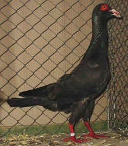 French Bagdad Black French Bagdad Black
