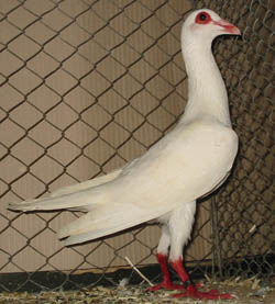 French Bagdad White French Bagdad White