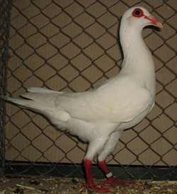 French Bagdad White French Bagdad White