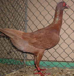 French Bagdad Red French Bagdad Red