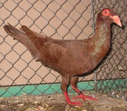 French Bagdad Red French Bagdad Red