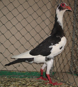 French Bagdad Black Pied French Bagdad Black Pied