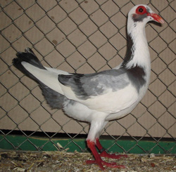 French Bagdad Blue pied French Bagdad Blue pied