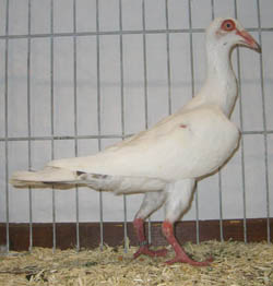 French Bagdad White French Bagdad White