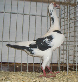 French Bagdad Black Pied French Bagdad Black Pied