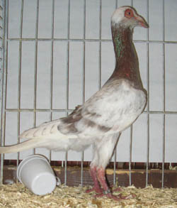 French Bagdad Red Grizzle French Bagdad Red Grizzle
