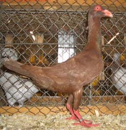 French Bagdad Red French Bagdad Red