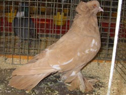 Hungarian Giant House Pigeon Yellow Tigered