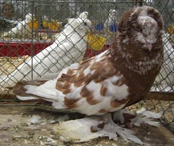 Hungarian Giant House Pigeon Red Tigered