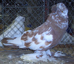 Hungarian Giant House Pigeon Yellow Tigered