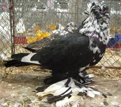 Hungarian Giant House Pigeon Black Tigered