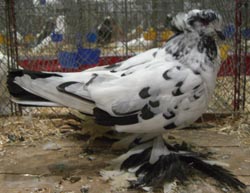 Hungarian Giant House Pigeon Black Mottled