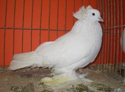 Hungarian Giant House Pigeon White
