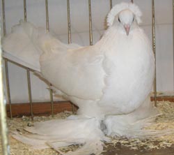 Hungarian Giant House Pigeon White