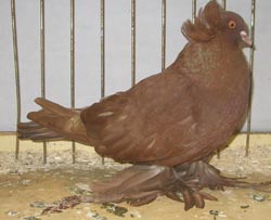 Hungarian Giant House Pigeon Red