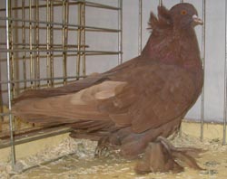 Hungarian Giant House Pigeon Red
