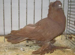 Hungarian Giant House Pigeon Red