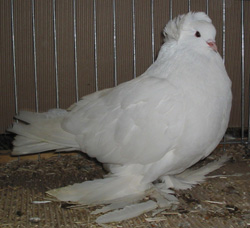Hungarian Giant House Pigeon White