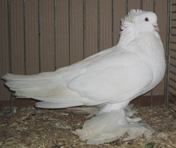 Hungarian Giant House Pigeon White