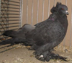 Hungarian Giant House Pigeon Black