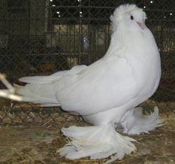 Hungarian Giant House Pigeon White