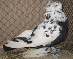 Hungarian Giant House Pigeon Black Mottled