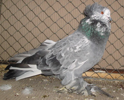Hungarian Giant House Pigeon Blue Splashed
