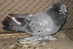 Hungarian Giant House Pigeon Blue Splashed
