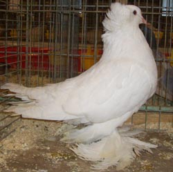 Hungarian Giant House Pigeon White