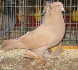 Hungarian Giant House Pigeon Yellow