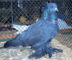 Hungarian Giant House Pigeon Black