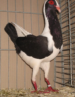 Hungarian Black Hungarian Black