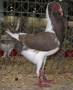 Hungarian Brown Hungarian Brown