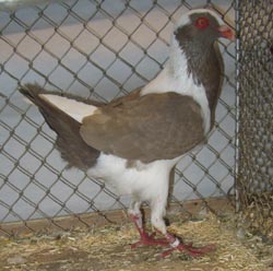 Hungarian Brown Hungarian Brown