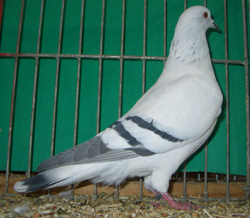 Ice Pigeon Ice color with bars Ice Pigeon Ice color with bars